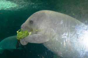 Protected manatee in Costa Rica