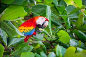 Scarlet Macaws of Costa Rica can be found all over and in National Parks