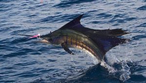 Sportfishing one of the most popular Costa Rica activities