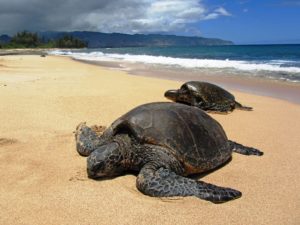 Turtle nesting tour one of the many tours and activities Costa Rica has to offer