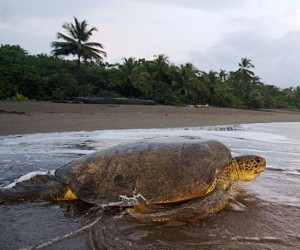 sea-turtle-nesting-tortuguero