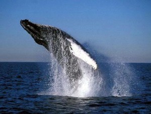 Humpback Whale Breaching