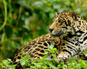 Jaguar sitting in Jungle