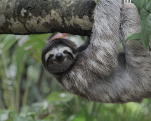 Three Toed Sloth hanging in the Trees