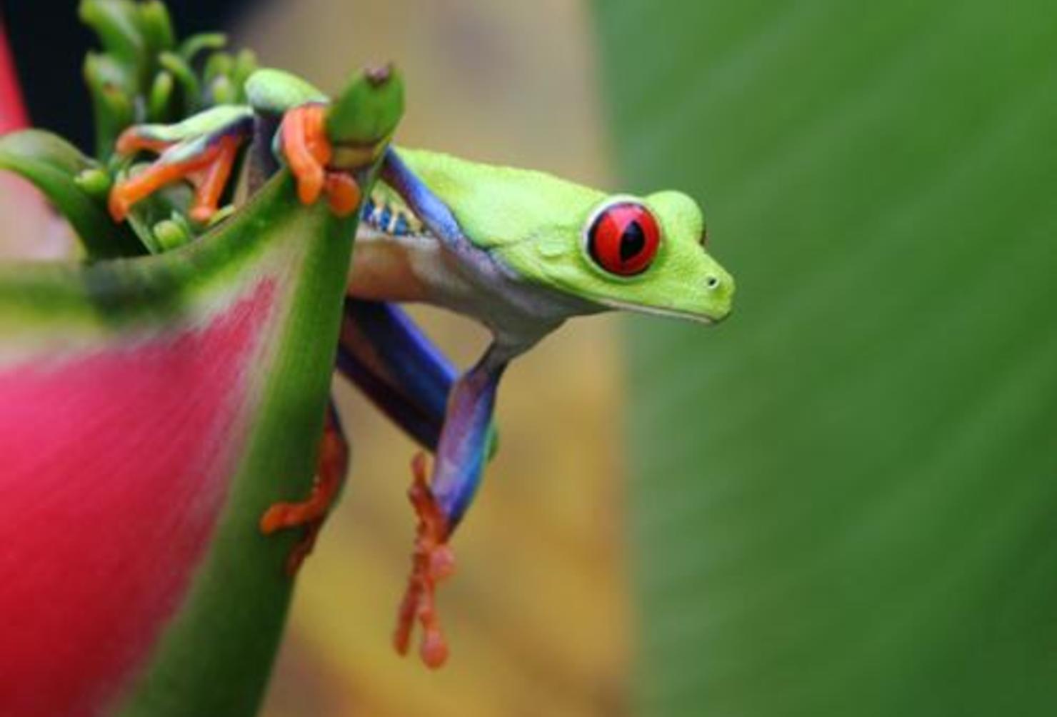 Facts about the Red-Eyed Tree Frog of Costa Rica