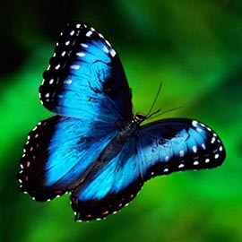 Butterfly and aquatic garden features reptile farm and guided butterfly tours