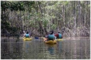 Kayaking tour through the mangroves