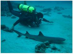 Scuba Diving Tour With Sharks