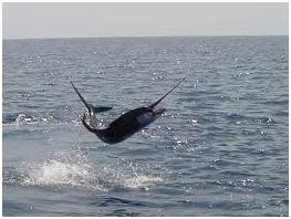 Billfish jumping while Sport Fishing in Dominical Costa Rica