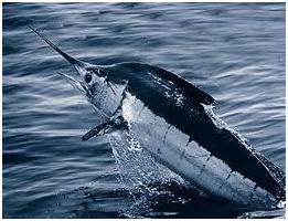 Dominical Sport Fishing and Catching Marlin