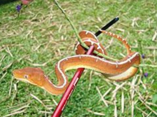 dominical-reptile-park-snake poisonous or non venomous