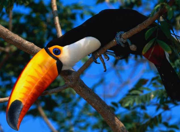 Dominical Reptile Park Tucan- These precious birds are the national bird of Costa Rica