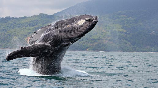 Humpback wales in Dominical/Costa Rica
