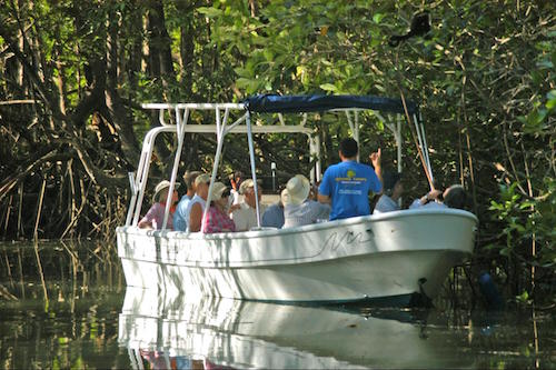 Boat tour on the fascinating mangroves and estuaries. Birdatching and monkey sightings