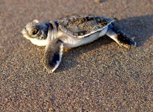 Turtle rescue guides baby turtles back into the ocean - a naturalist's dream