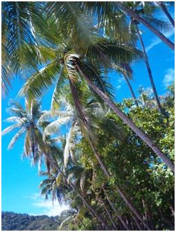 Palm trees at Quepos Manuel Antonio Costa Rica