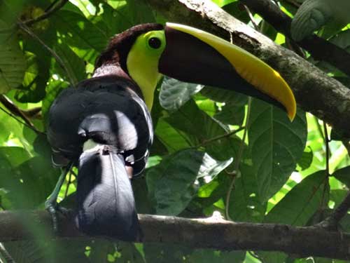 Carara-National-Park-Tucan which is the Costarican Natural Bird in all its beauty