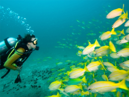 Stunning scuba diving off the coast of Papagayo Costa Rica with tropical fish