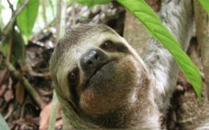 Manuel Antonio exotic wild life sloth