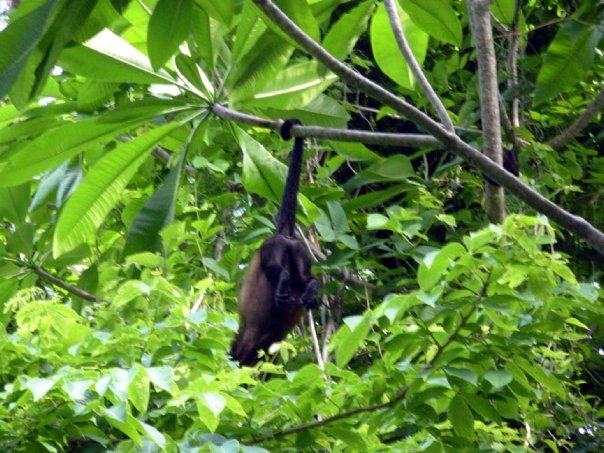 Tropical wildlife Nosara Costa Rica hanging monkey
