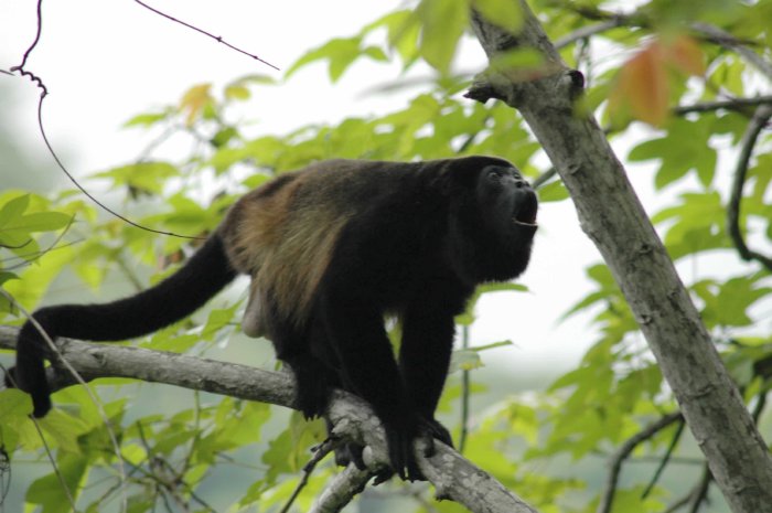 Tamarindo Costa Rica Howler Monkey