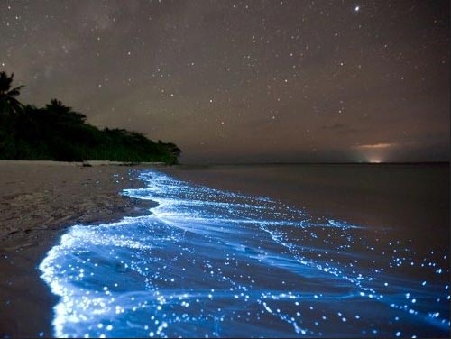 Bioluminescent beach Costa Rica