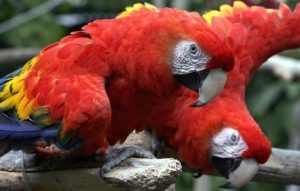 scarlet macaw found around Arenal Volcano in Costa Rica