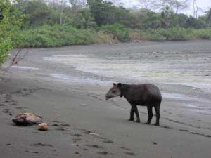 Tapir along Corcovado National Park in Costa Rica