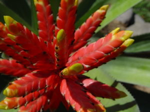 bromeliads in Costa Rica are air plants mostly