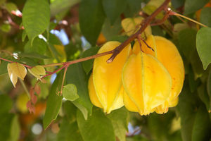 Costa Rica star fruit known as Carambola