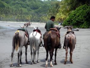 Costa Rica Horseback Riding Tours