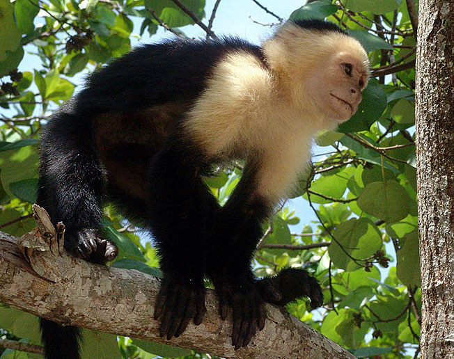 Costa Rica Places to Visit Monkey