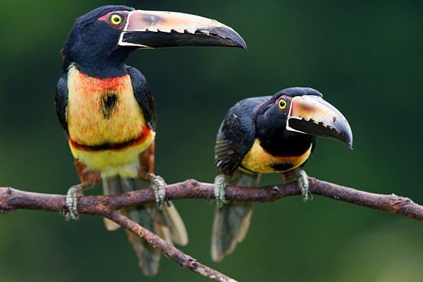 Toucans spotted during canopy tour