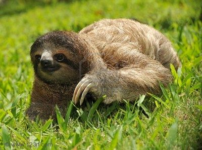 Costa Rica Wildlife Tours Sloth