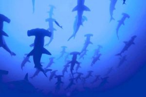 Isla Del Coco scuba diving with hammerhead sharks