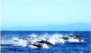 Manuel Antonio dolphin tour near Quepos Costa Rica great while on vacation