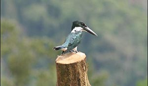 Exotic Manuel Antonio birds in Costa Rica for great Eco tour