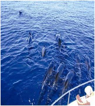 Manuel Antonio dolphin watching tour great for Family activities while visiting Costa Rica