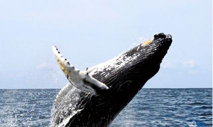 Whale watching in Manuel Antonio Quepos area great family tour while on your Costa Rica vacation