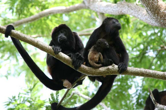 Howler monkeys of Costa Rica sitting in a tree with a baby monkey