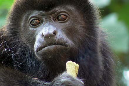 howler monkey in the lush rain forrest of costa rica, eating a banana