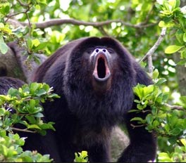 A male howler monkey in Costa Rica, howling for a mate.