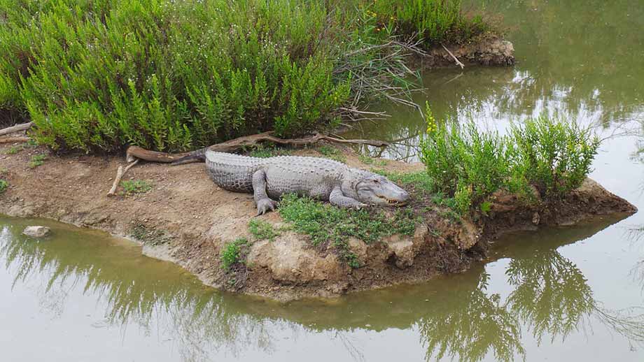 Jaco crocodile by the Tarcoles river