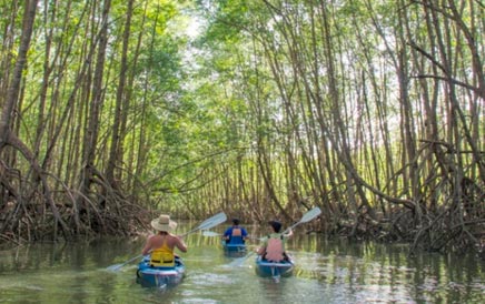Kayaking in the mangrove of Costa Rica, an experience well worth it.
