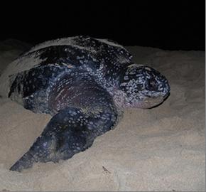 Leatherback turtle on Tamarindo beach