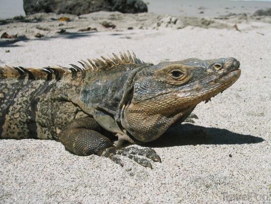 Iguana found throughout Costa Rica and it's national parks