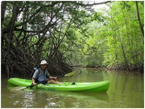 Mangrove kayak tour in Manuel Antonio Costa rica great for families