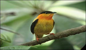 One can see several spicies of birds during Manuel Antonio bird watching tours