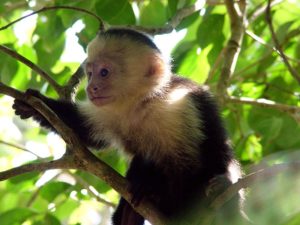Capuchin monkey one of three species found in Costa Rica National Parks