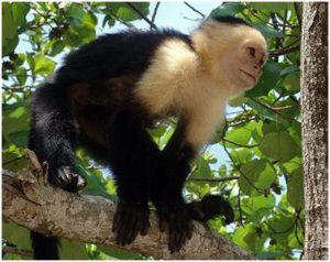 Manuel Antonio National Park offers serveral exotic animals and flora